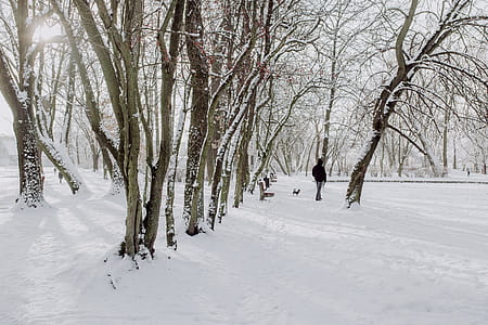 Wintery Park thumbnail