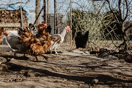 Farm chicken eating seeds thumbnail