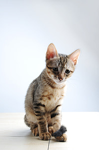 close up photo of tabby kitten thumbnail