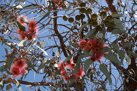 Eucalyptus, Australian Eucalyptus thumbnail