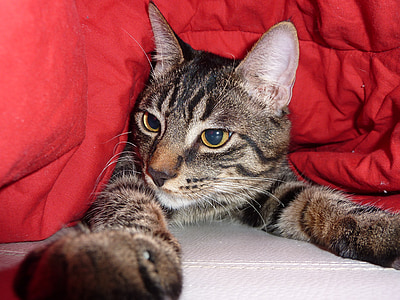 closeup photo of silver tabby cat thumbnail