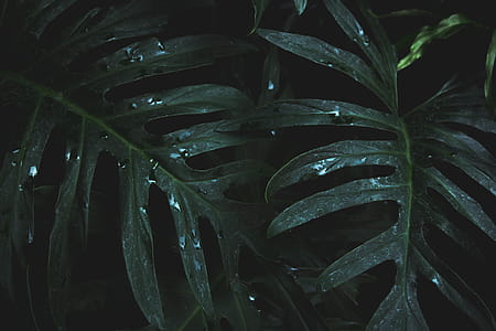 Close-Up Photo of Wet Leaves thumbnail