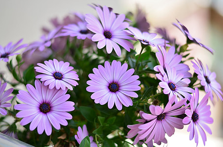 selective focus photography of purple osteospermum flower thumbnail