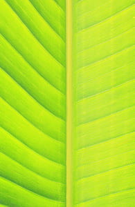 closeup photo of green painting thumbnail