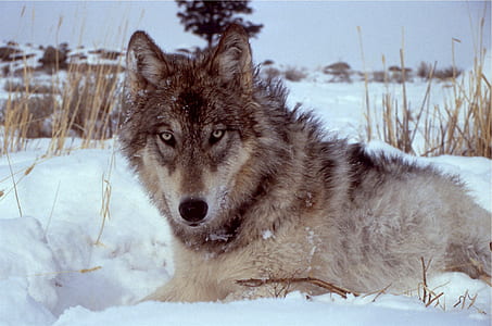 white and brown Cyberian Husky thumbnail