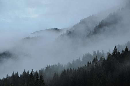 forest covered in fog thumbnail