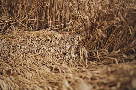 Golden grain thumbnail