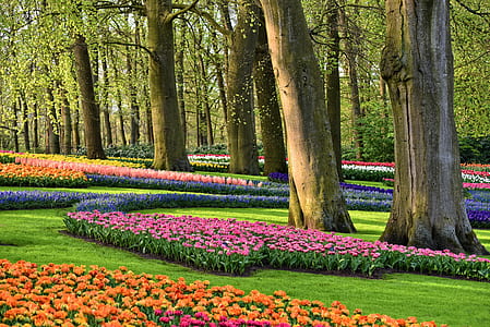 pink, orange, and blue tulips field beside trees thumbnail