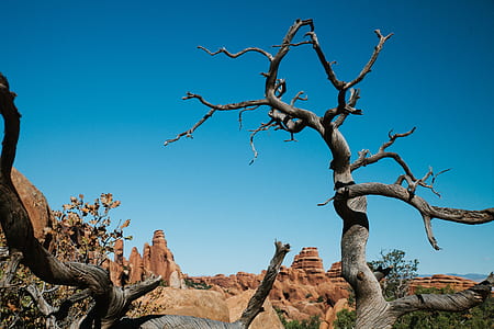 brown bare tree near brown rock formation mountains thumbnail