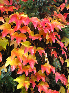 Garden In Autumn, Wine Partner thumbnail