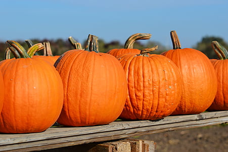 orange pumpkin lot thumbnail
