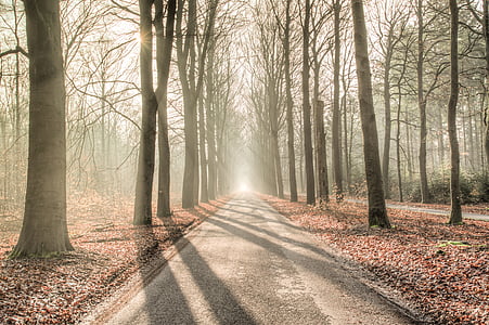 gray road surrounded by trees thumbnail
