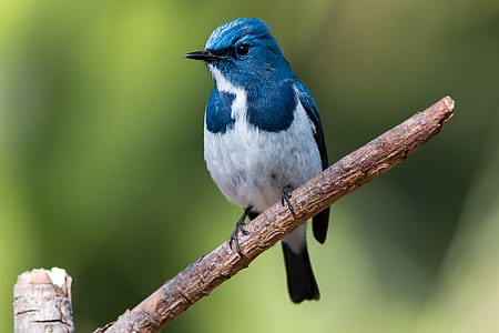 blue jay on brown branch thumbnail
