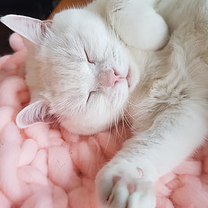 white cat lying down on pink styrofoam peanuts thumbnail