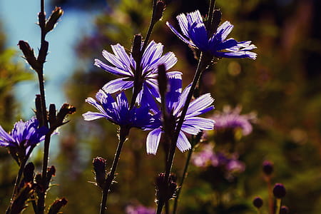 Flower of a chicory plant. Roots of the chicory plant were uses to mix with coffee to stretch a short supple of coffee. In some places the Chicory roots were used as a substitiute for coffee altogether when there were no coffee available. Chicory roots have a similar flavor as coffee but do not contain caffeine. thumbnail