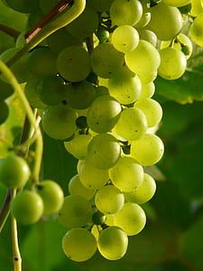 green grape fruits thumbnail