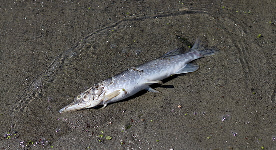 silver long snout fish thumbnail