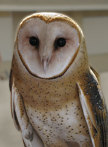 brown and white owl thumbnail