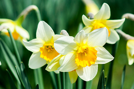 closeup photo of white-and-yellow petaled flowers thumbnail