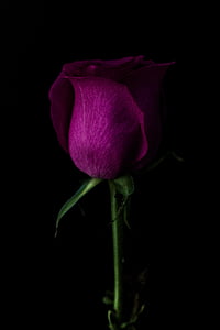 red rose photo thumbnail