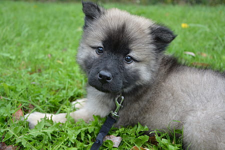 black and tan Lhasa apso puppy lying on the grass field thumbnail