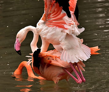 pink flamingo floating on body of water thumbnail