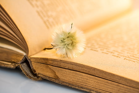 white petaled flower on book thumbnail