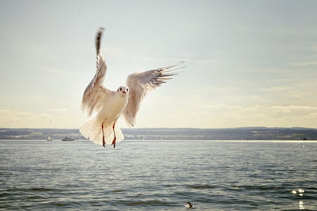focus photography of Franklin's gull flying over sea during daytime thumbnail