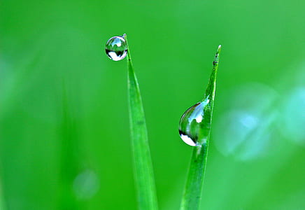 depth of field photography of water dew thumbnail