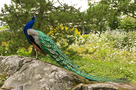 green, blue, and gray peacock on gray rock thumbnail