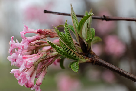 Spring, Spring Awakening thumbnail