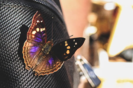 Closeup Photography of Black and Purple Butterfly Perched on Black Textile thumbnail