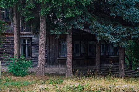 brown wooden house near tall tree thumbnail