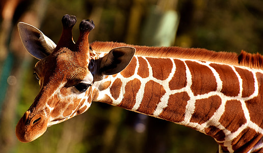 brown giraffe near trees thumbnail