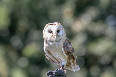 shallow focus photography of brown owl during daytime thumbnail