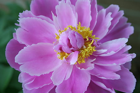 macro photography of purple peony flower in bloom thumbnail