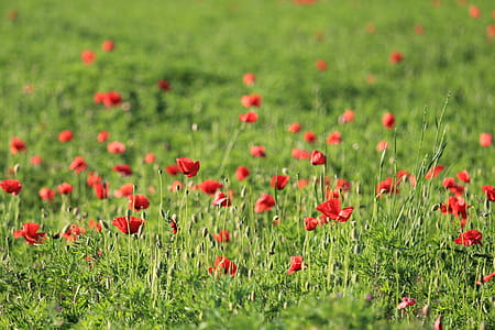 Red Petaled Flowers thumbnail