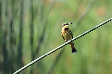 brown bird on green stem thumbnail