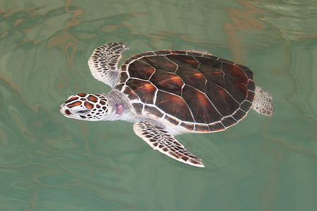 brown sea turtle in body of water thumbnail