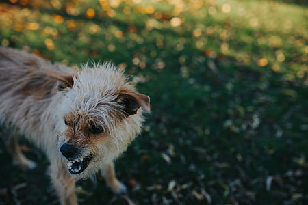 Dog in an autumn garden thumbnail