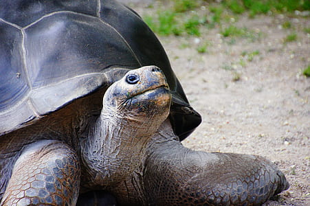 close-up photo of black and brown turtle thumbnail