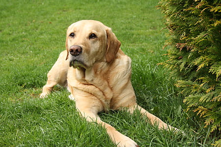Adult Brown Labrador Retriever thumbnail