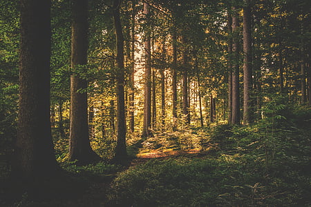 green trees with green grasses thumbnail