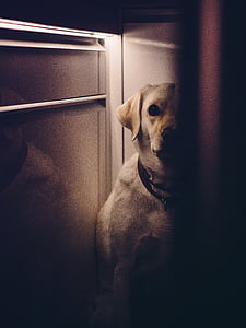 yellow, labrador, retriever, siting thumbnail