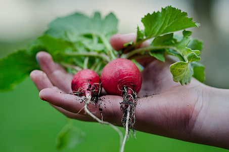 person holding red radishes thumbnail