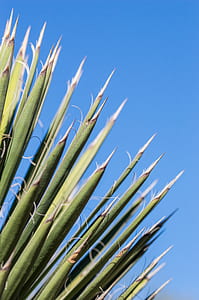 close up photography of thorned leaves thumbnail