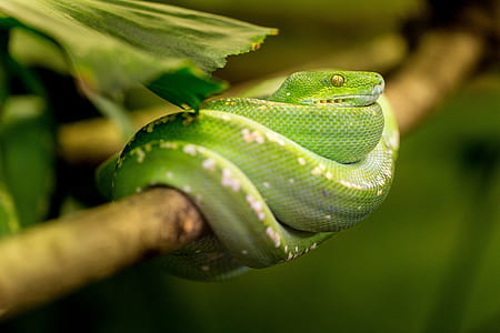 green snake on brown tree twig thumbnail