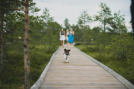 3 women and black and white dog walking on wooden pathway surrounded with trees thumbnail