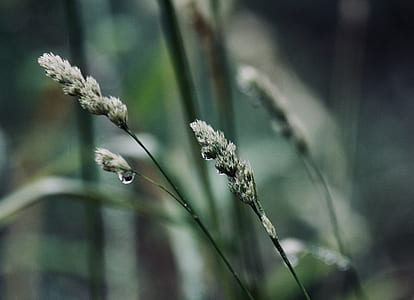 shallow focus photography of green plant thumbnail