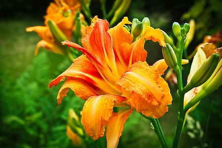 selective focus photography of orange petaled flowert thumbnail